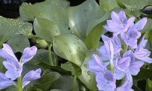 Waterhyacinth