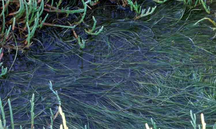 Widgeon-Grass
