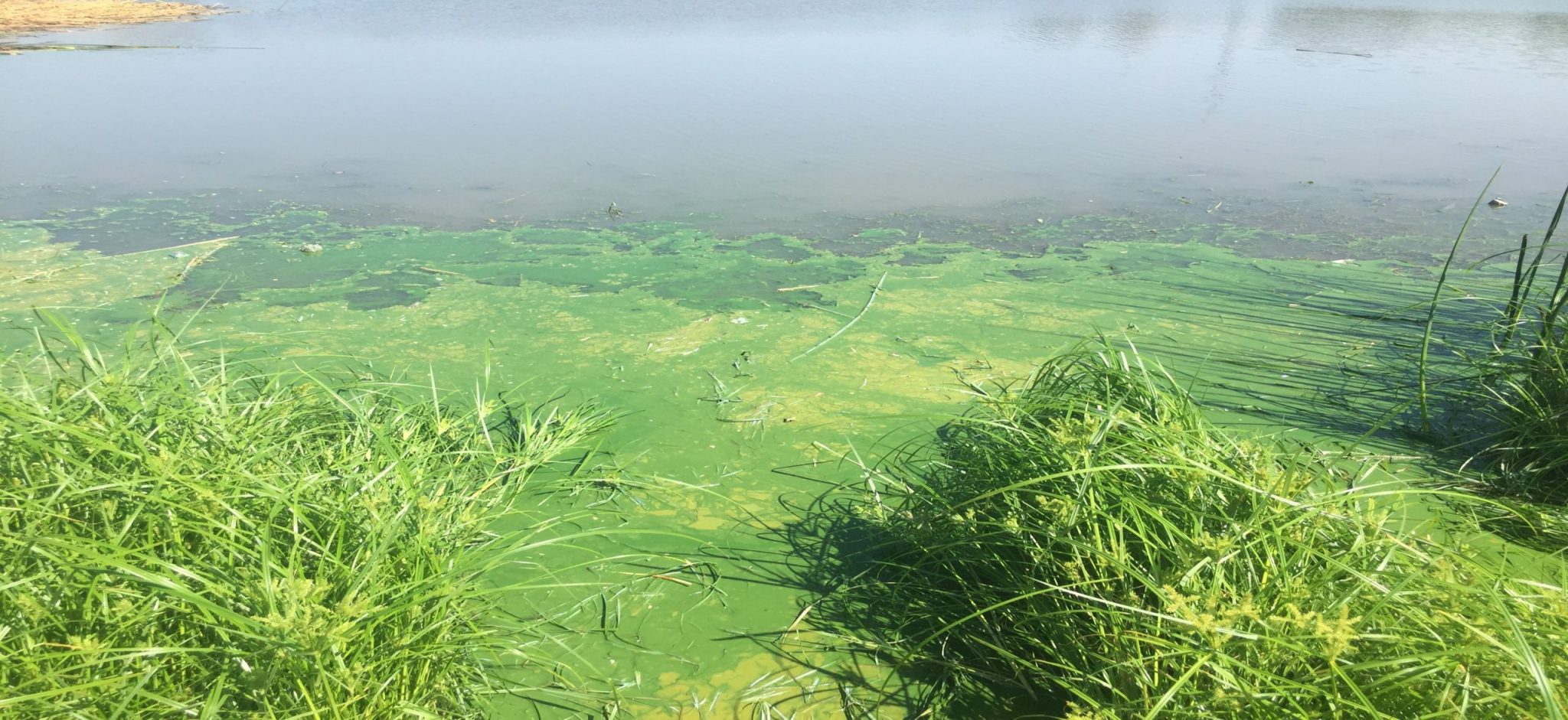 Lake Bottom Blanket Weed Identification