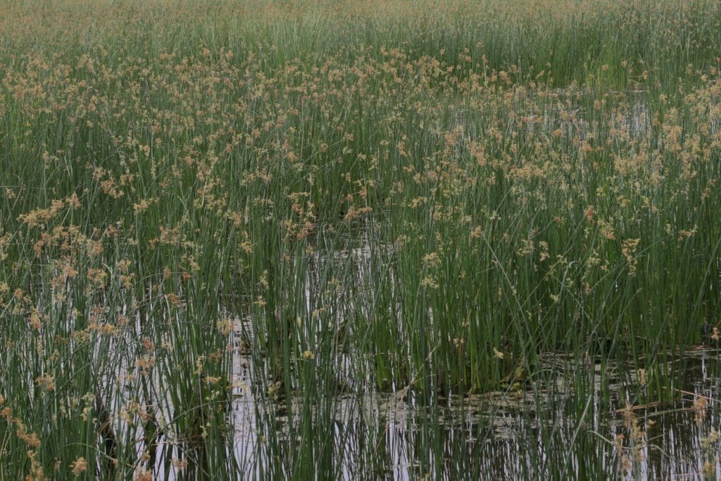 Bulrush | Lake Weed Identifications