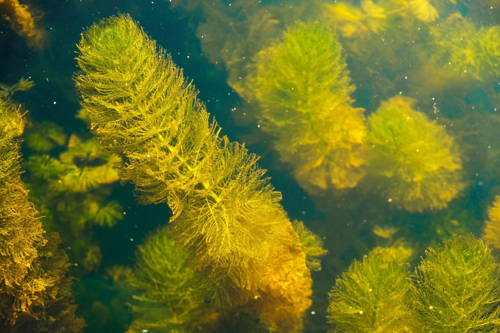 Muskgrass - Lake Bottom Blanket Weed Identification