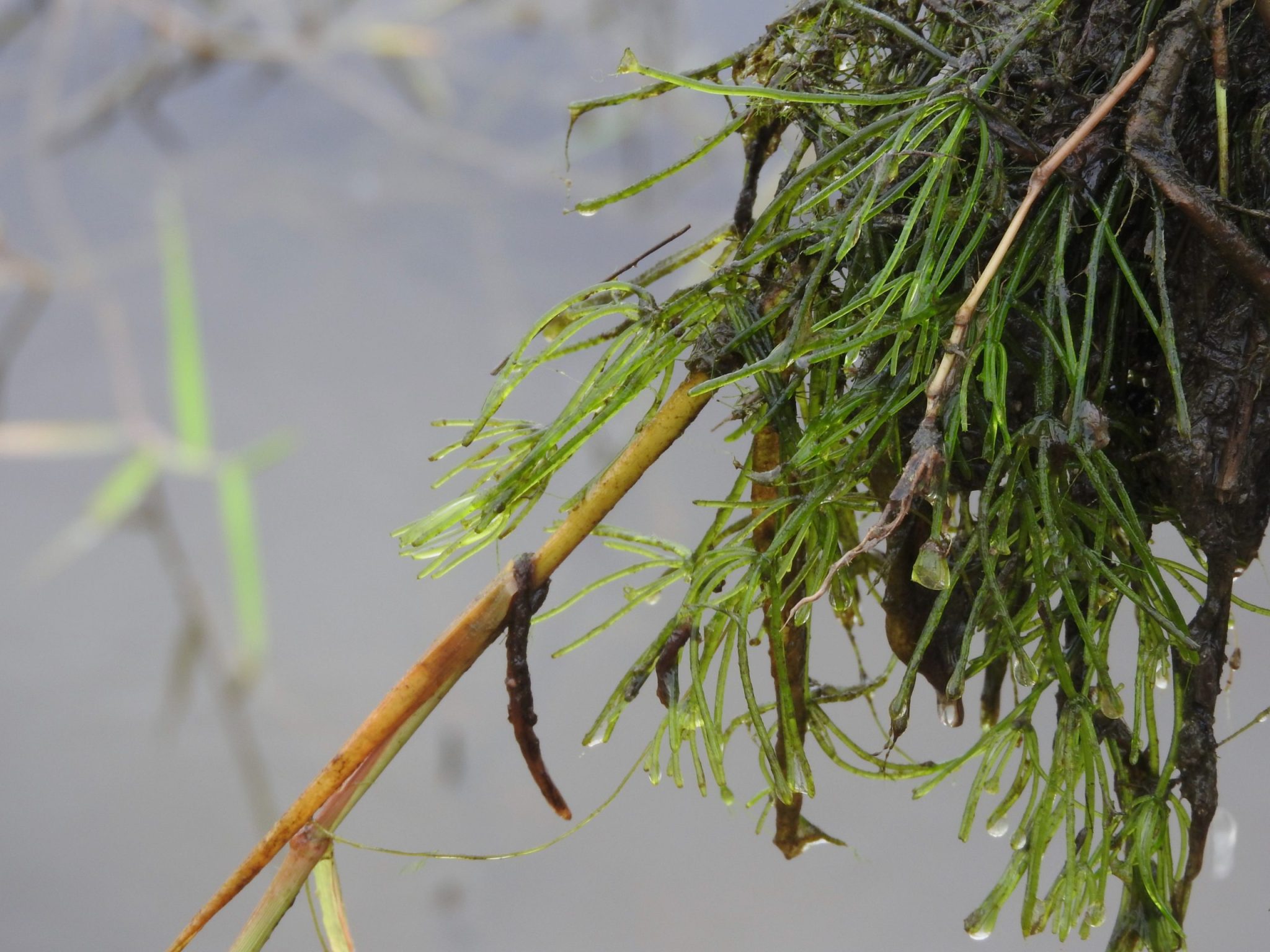 Nitella (Stonewort) - Lake Bottom Blanket Weed Identification
