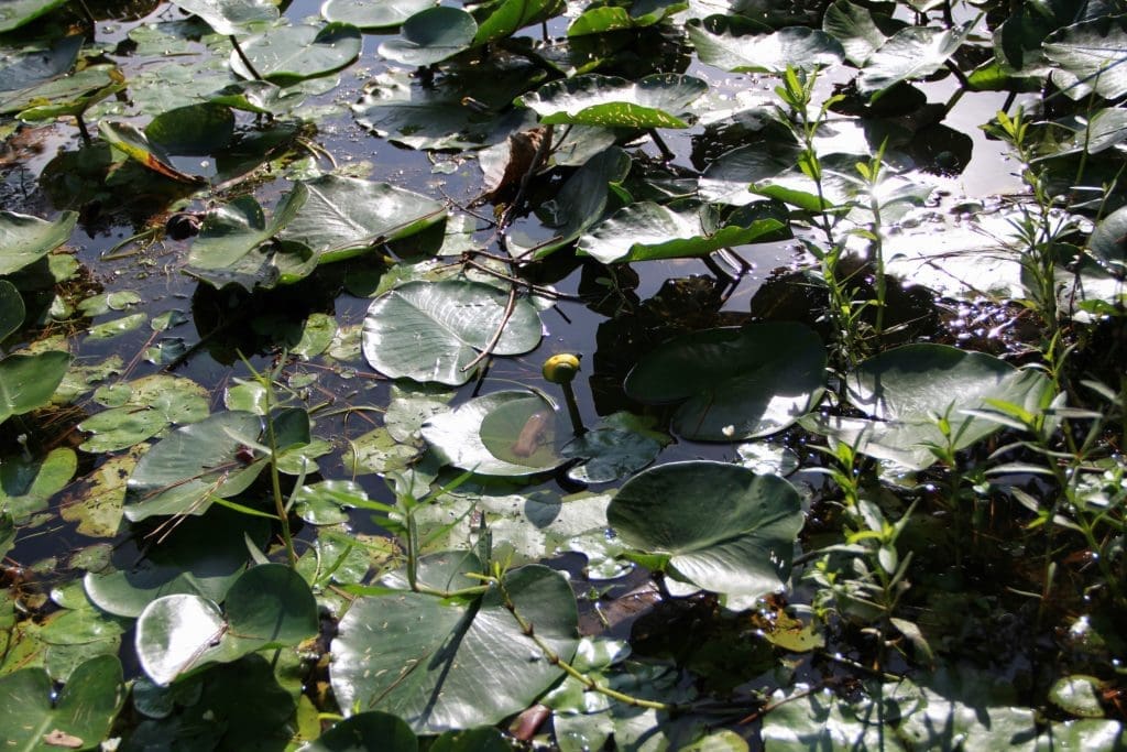 Spatterdock (Cow Lily) | Lake Weed Identifications