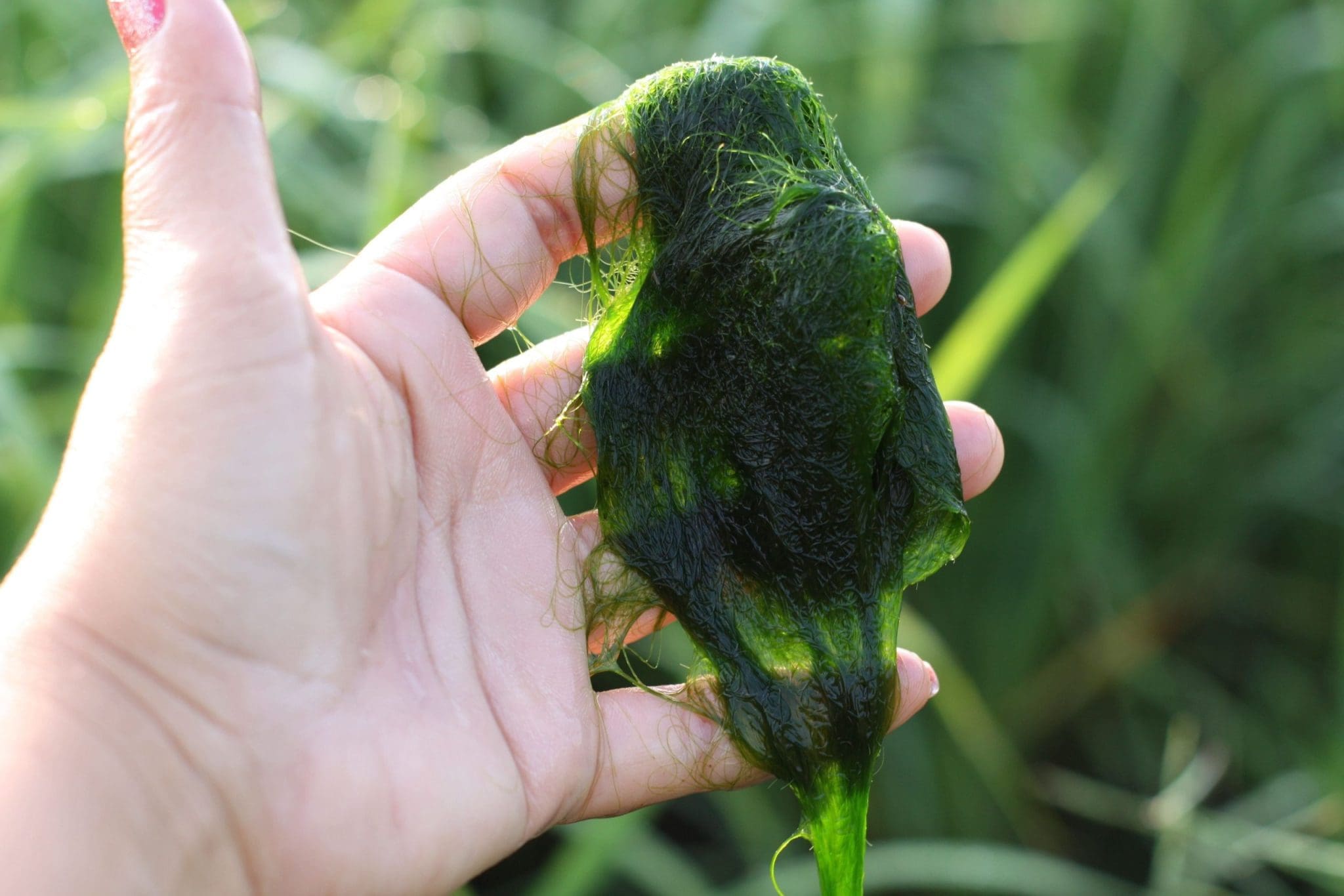 Filamentous Algae - Lake Bottom Blanket Weed Identification