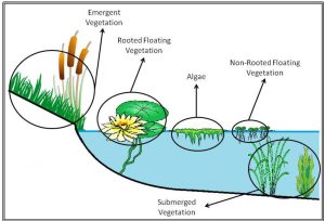 Lake Plant Types from Kentucky Department of Fish & Wildlife Resources