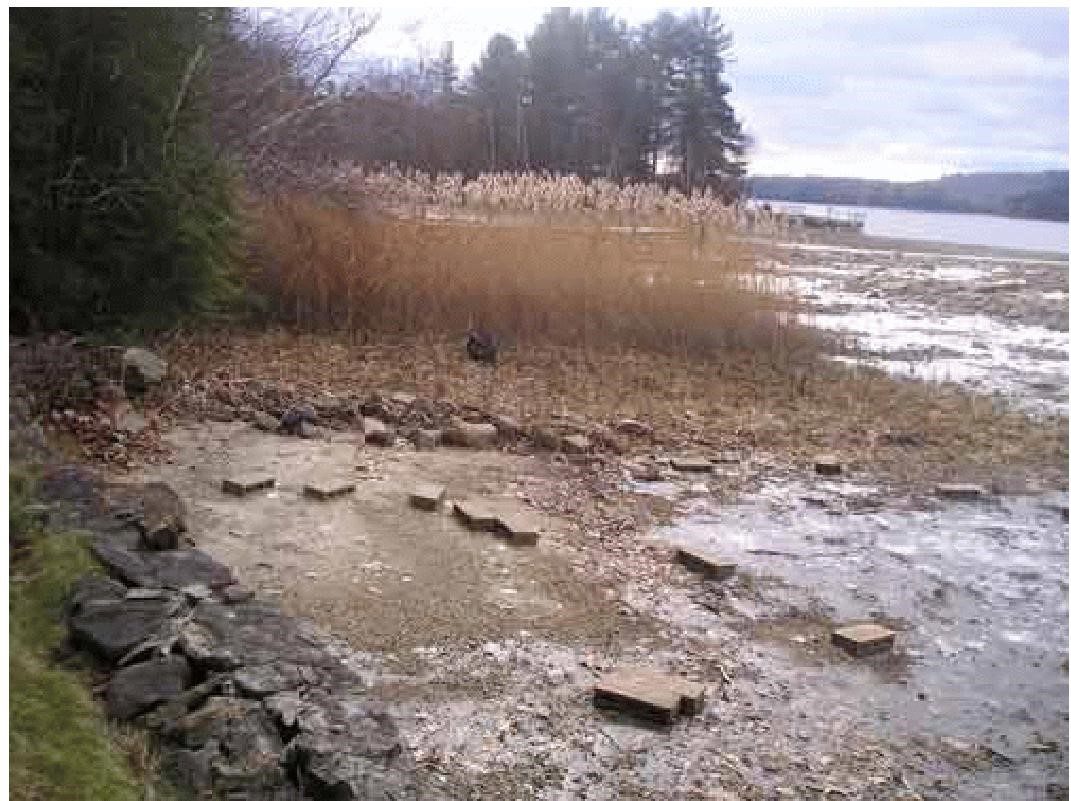 Phragmites (Reeds) Project 2008 Otis Reservoir | Lake Bottom Blanket Otis 4
