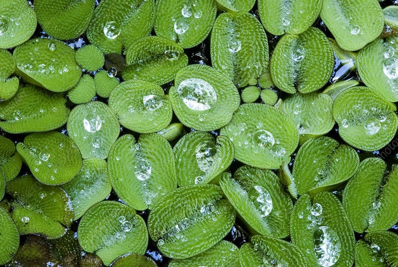 Salvinia