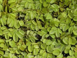 Salvinia - Lake Bottom Blanket