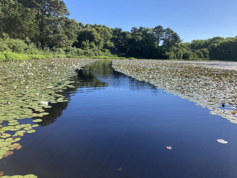 Lake Elizabeth in Centerville, MA after the Red Lily Project Association installed many LBBs for a clear pathway to other parts of the lake under the guidance of Ken Wagner, Ph.D. Lake Elizabeth in Centerville, MA after the Red Lily Project Association installed many LBBs for a clear pathway to other parts of the lake under the guidance of Ken Wagner, Ph.D.